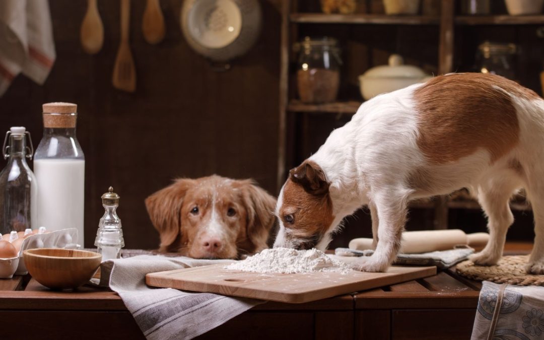 Mire figyelj oda a konyhatervezéskor, ha háziállatod van?